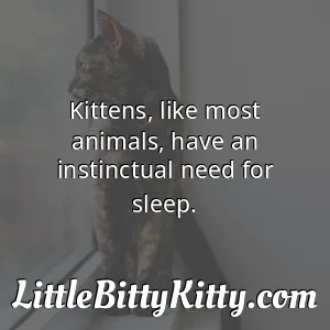 Kittens, like most animals, have an instinctual need for sleep.