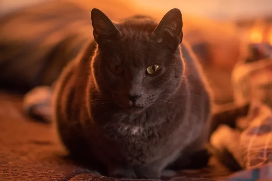 Kitty Litter Buckets - Food Grade or Risky Business?