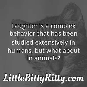 Laughter is a complex behavior that has been studied extensively in humans, but what about in animals?