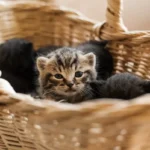 Lemon for Cat Urine Smell: Natural and Effective Solution