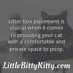 Litter box placement is crucial when it comes to providing your cat with a comfortable and private space to poop.