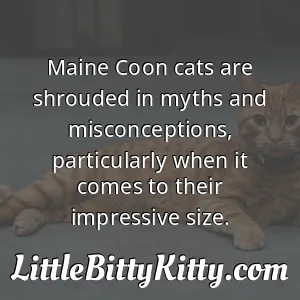 Maine Coon cats are shrouded in myths and misconceptions, particularly when it comes to their impressive size.
