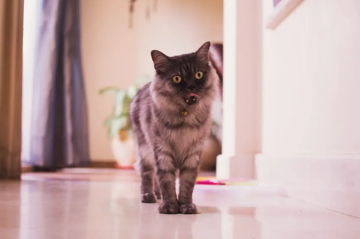 Maintaining Your Cat'S Litter Box - Tips And Tricks
