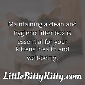 Maintaining a clean and hygienic litter box is essential for your kittens' health and well-being.