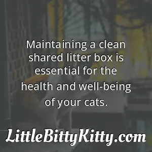Maintaining a clean shared litter box is essential for the health and well-being of your cats.