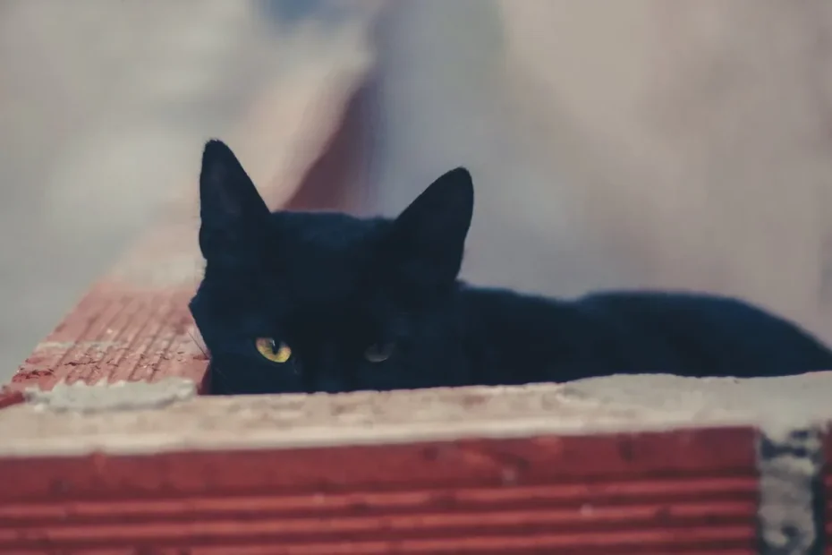 Male vs Female Cats: Choosing the Right Gender for Your Home