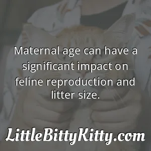 Maternal age can have a significant impact on feline reproduction and litter size.