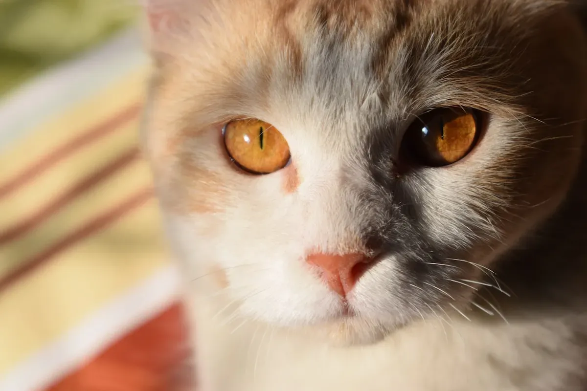 Medical Reasons That Could Cause Cats To Poop On The Floor