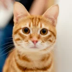 Meowing in the Car? Here's Why Your Cat's Chatty and How to Help!