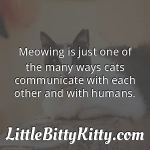 Meowing is just one of the many ways cats communicate with each other and with humans.