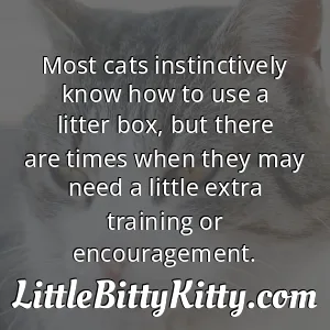 Most cats instinctively know how to use a litter box, but there are times when they may need a little extra training or encouragement.