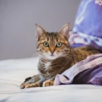 NSFW Exploding Kittens: Risks, Rewards & Rules