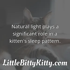 Natural light plays a significant role in a kitten's sleep pattern.
