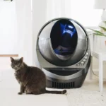 Nighttime Safety for Cats: Tips for Keeping Your Feline Friend Out of Harm's Way