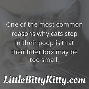 One of the most common reasons why cats step in their poop is that their litter box may be too small.