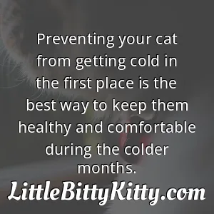 Preventing your cat from getting cold in the first place is the best way to keep them healthy and comfortable during the colder months.
