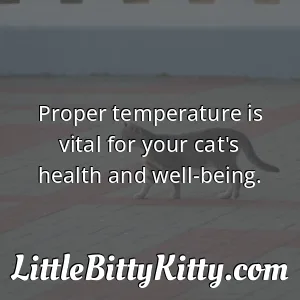 Proper temperature is vital for your cat's health and well-being.
