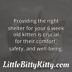 Providing the right shelter for your 6 week old kitten is crucial for their comfort, safety, and well-being.