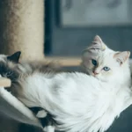 Purrrfectly Clean: Do Cats Enjoy a Tidy Litter Box?