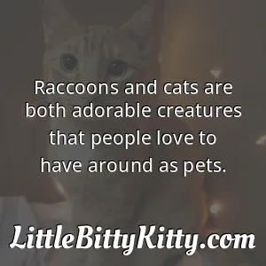 Raccoons and cats are both adorable creatures that people love to have around as pets.
