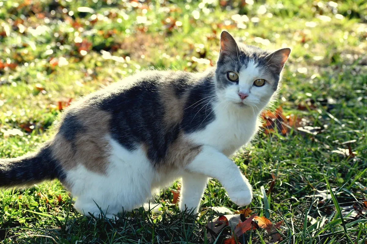 Returning Home To Your Cat After Time Away