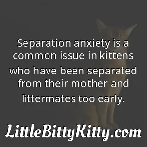 Separation anxiety is a common issue in kittens who have been separated from their mother and littermates too early.