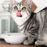 Sharing a Litter Box: Tips for Three Cats