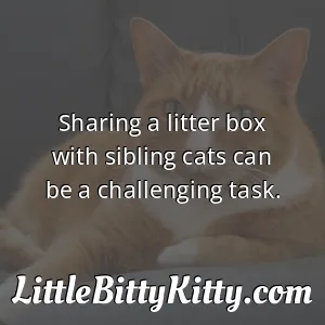 Sharing a litter box with sibling cats can be a challenging task.