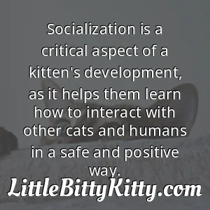 Socialization is a critical aspect of a kitten's development, as it helps them learn how to interact with other cats and humans in a safe and positive way.