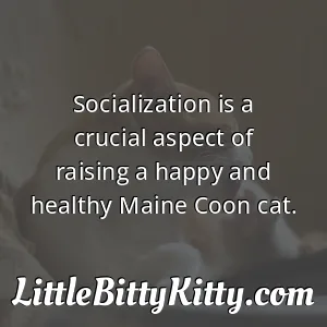 Socialization is a crucial aspect of raising a happy and healthy Maine Coon cat.