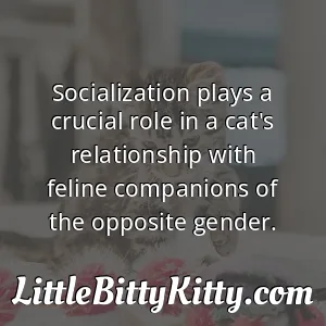 Socialization plays a crucial role in a cat's relationship with feline companions of the opposite gender.