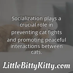Socialization plays a crucial role in preventing cat fights and promoting peaceful interactions between cats.