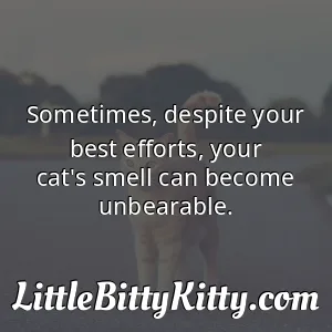Sometimes, despite your best efforts, your cat's smell can become unbearable.