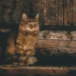 Spaying Indoor Cats - The Ultimate Guide to Making the Right Choice