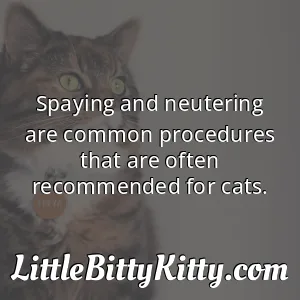 Spaying and neutering are common procedures that are often recommended for cats.