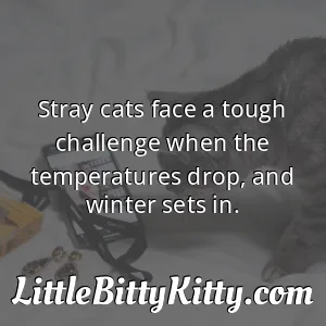 Stray cats face a tough challenge when the temperatures drop, and winter sets in.