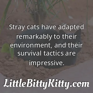 Stray cats have adapted remarkably to their environment, and their survival tactics are impressive.