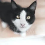 Stuck on Poop: Why Cats Experience Poop Sticking to their Bum