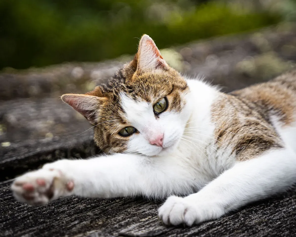 Techniques For Reducing Your Cat'S Stress Levels