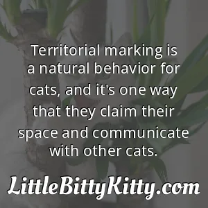 Territorial marking is a natural behavior for cats, and it's one way that they claim their space and communicate with other cats.