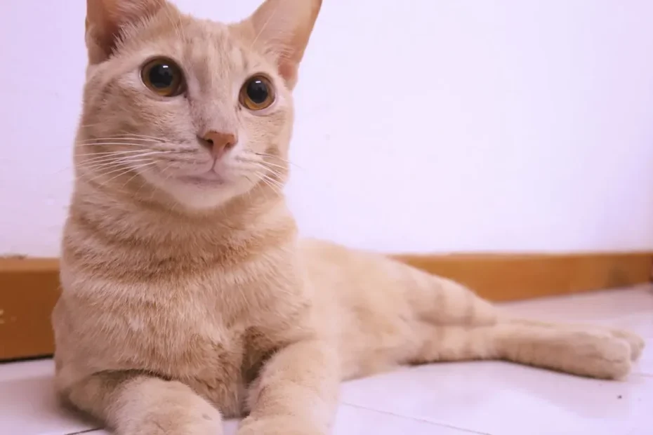 The Big Mystery: Unraveling the Secrets Behind Maine Coon Size