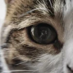 The Cat Poop Predicament: Debunking Spiteful Behavior