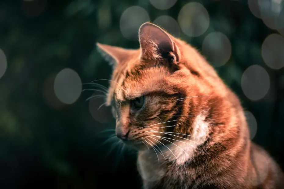 The Cat's Curiosity: Why Do They Wait Outside the Bathroom?
