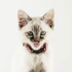 The Cat's Meow: Debunking Myths About Cat Mouth Cleanliness