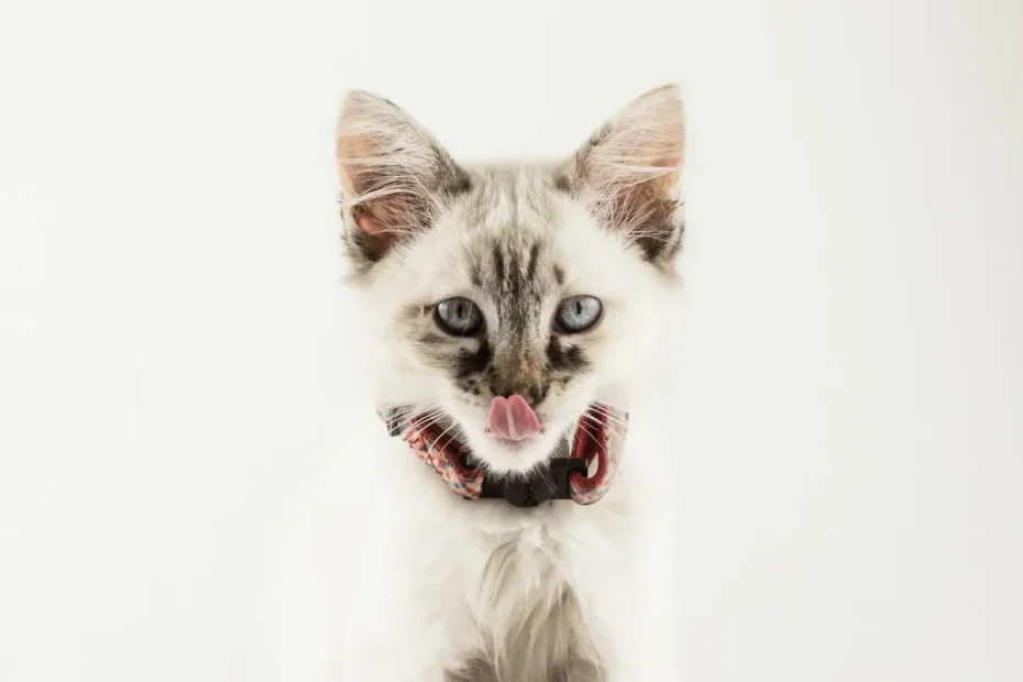 The Cat's Meow: Debunking Myths About Cat Mouth Cleanliness