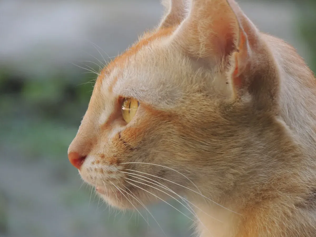The Differences Between Wild And Domesticated Cats