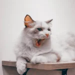 The Ideal Number of Litter Boxes for 3 Cats: A Comprehensive Guide
