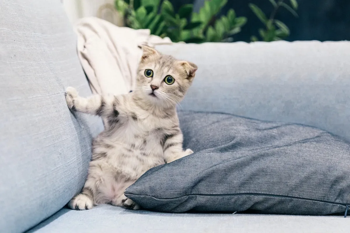 The Importance Of Keeping The Litter Box Clean