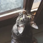 The Mystery of Feline Laughter: Can Cats Really Laugh?