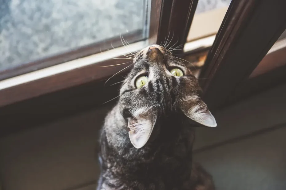 The Mystery of Feline Laughter: Can Cats Really Laugh?